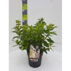 Køb Syrén-Hortensia 'Confetti'Â® online billigt tilbud rabat have