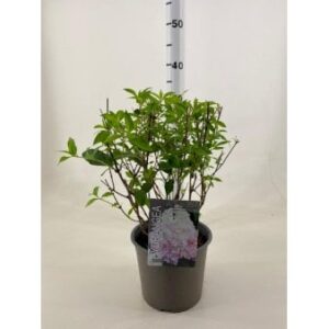 Køb Syrén-Hortensia 'Magical Andes'Â® online billigt tilbud rabat have