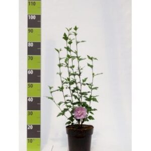 Køb Syrisk Rose 'Lavender Chiffon' (R) online billigt tilbud rabat have