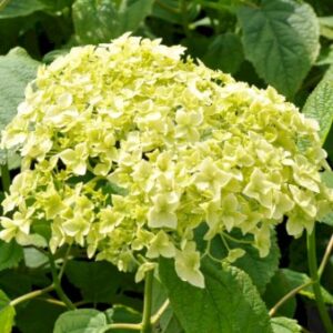 Køb Træagtig Hortensia 'Annabelle' 5 Liter potte online billigt tilbud rabat have