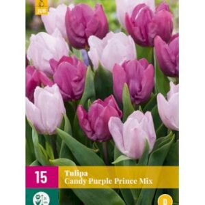 Køb Tulipan 'Candy Purple Prince Mix' - Nyhed online billigt tilbud rabat have