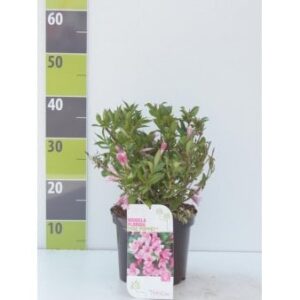 Køb Weigela Florida 'Pink Poppet' online billigt tilbud rabat have