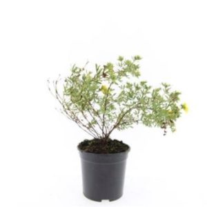 Køb 8 stk. Potentilla 'Goldfinger' 1