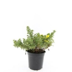 Køb 8 stk. Potentilla 'Kobold' 1