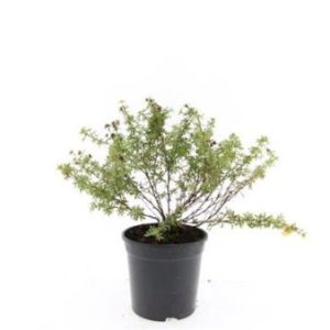 Køb 8 stk. Potentilla 'Tangerine' 1