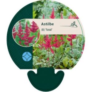 Køb Astilbe 'Fanal' online billigt tilbud rabat have