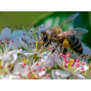 Køb Bivenlig naturpakke til 50 kvm. Bivenlig naturpakke til 50 kvm. online billigt tilbud rabat have