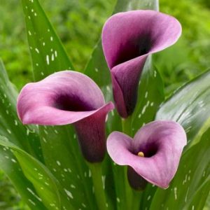 Køb Calla Durban Blomsterløg