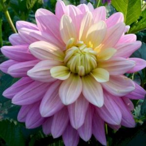 Køb Dahlia 'Diana's Memory' Blomsterløg