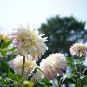 Køb Dahlia Cabana Banana online billigt tilbud rabat have