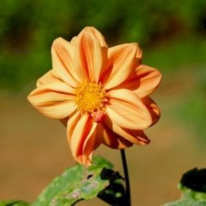 Køb Dahlia G.F. Hemerik online billigt tilbud rabat have