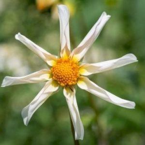 Køb Dahlia Honka Wit / White online billigt tilbud rabat have