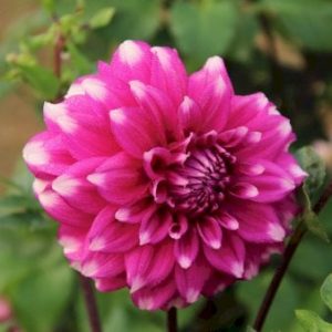 Køb Dahlia Maldini Blomsterløg