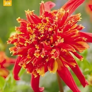 Køb Dahlia Octopus Sparkle online billigt tilbud rabat have