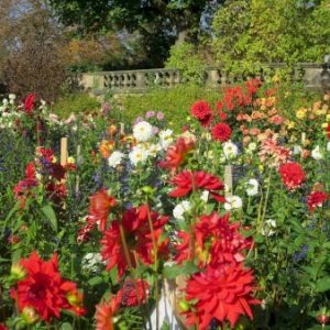 Køb Dahlia Seedling Decoratief Mix Blomsterløg