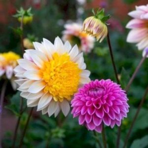 Køb Dahlia Seedling Pompon Mix Blomsterløg