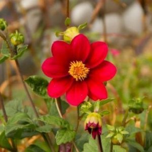 Køb Dahlia Topmix Red online billigt tilbud rabat have