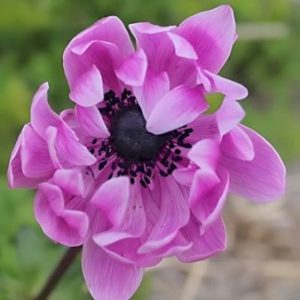 Køb Fransk Anemone 'Sylphide' Blomsterløg