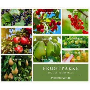 Køb Frugtpakke til den store have A-Kvalitet