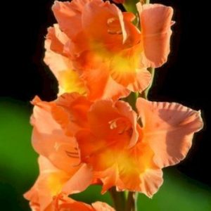 Køb Gladiolus Peter Pears online billigt tilbud rabat have