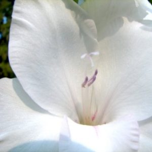 Køb Gladiolus White Prosperity online billigt tilbud rabat have