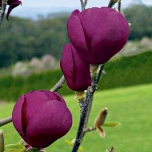 Køb Magnolia 'Black Tulip' Potte 10 liter