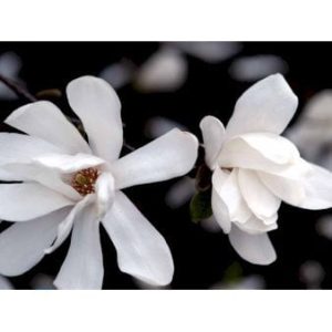 Køb Magnolia x loebneri 'Merrill' Solitær 250-275 cm. 60 liter potte online billigt tilbud rabat have