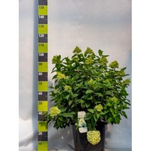 Køb Syrén-Hortensia 'Limelight' Potte 25 liter