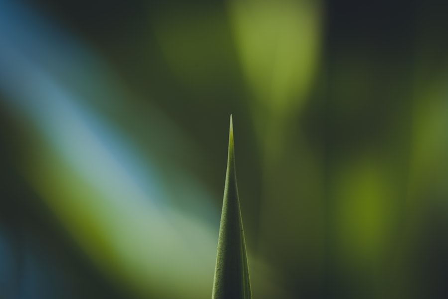 best plants