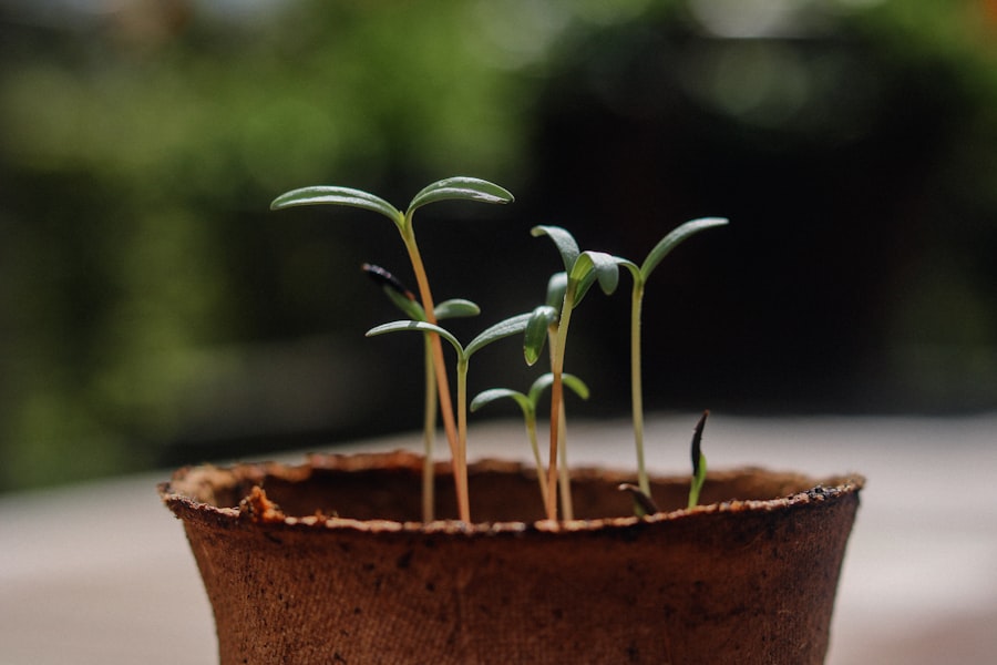 small gardens