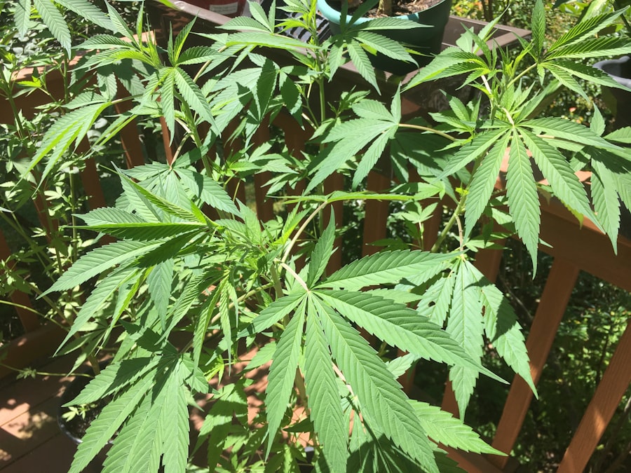 weed control