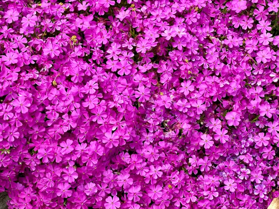 perennial plants