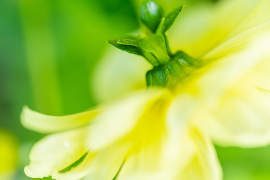 perennial plants