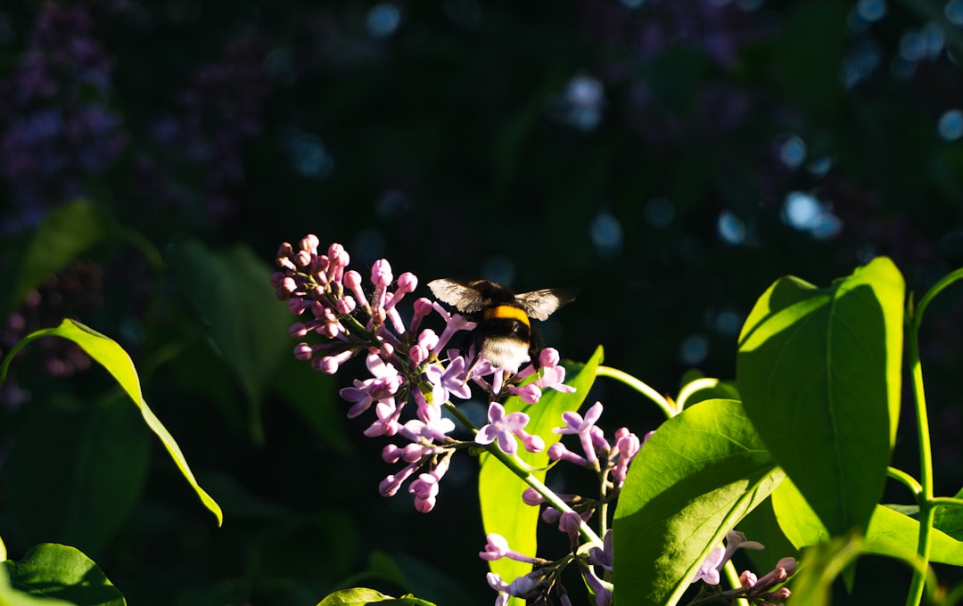Photo attracting bees and butterflies