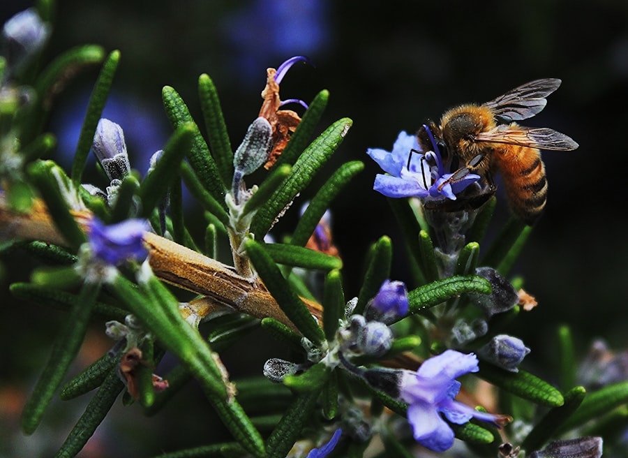 Photo attracting bees and butterflies