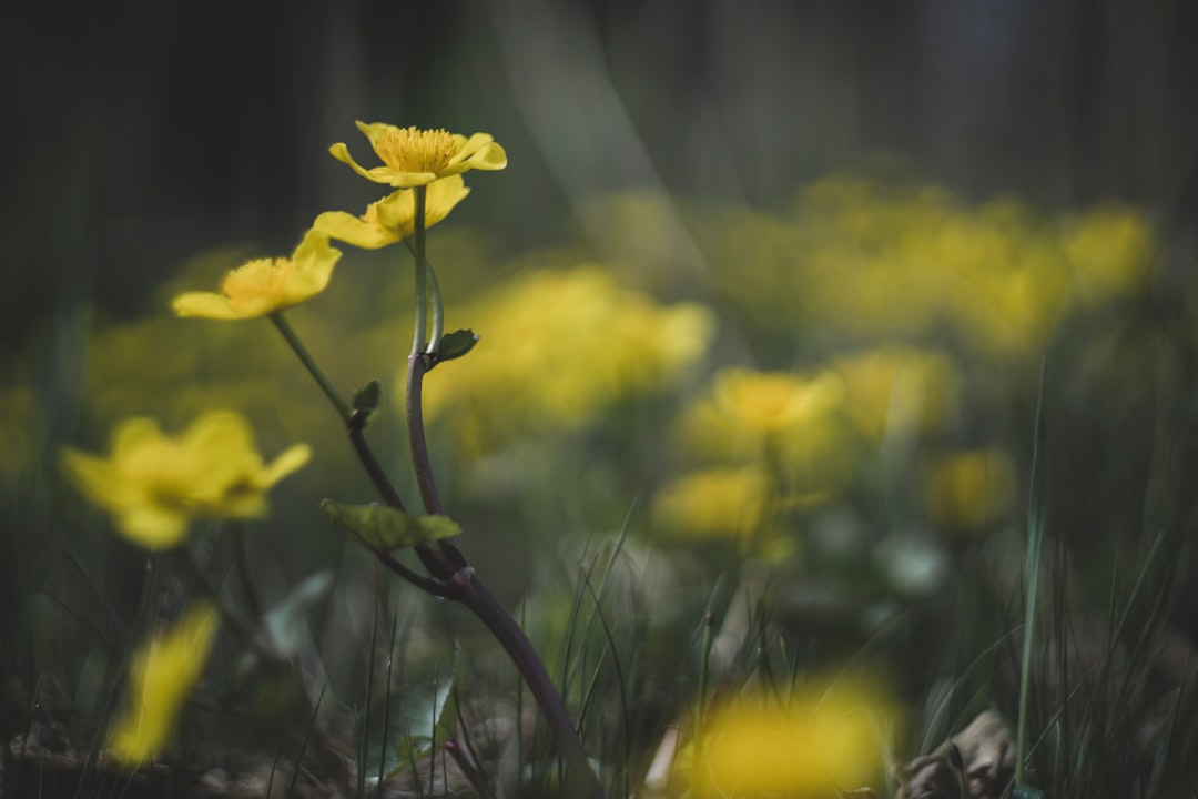 Photo perennial plants