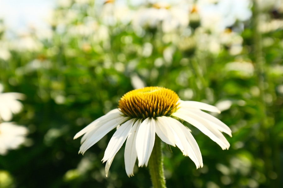 Photo perennial plants