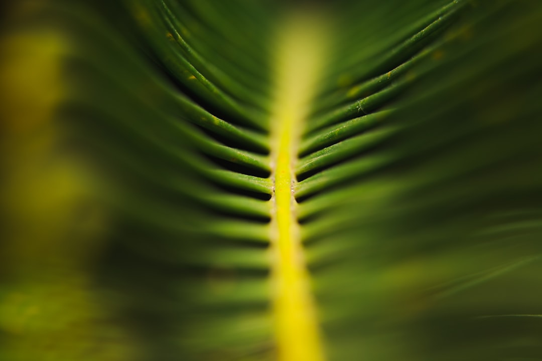 Photo best plants