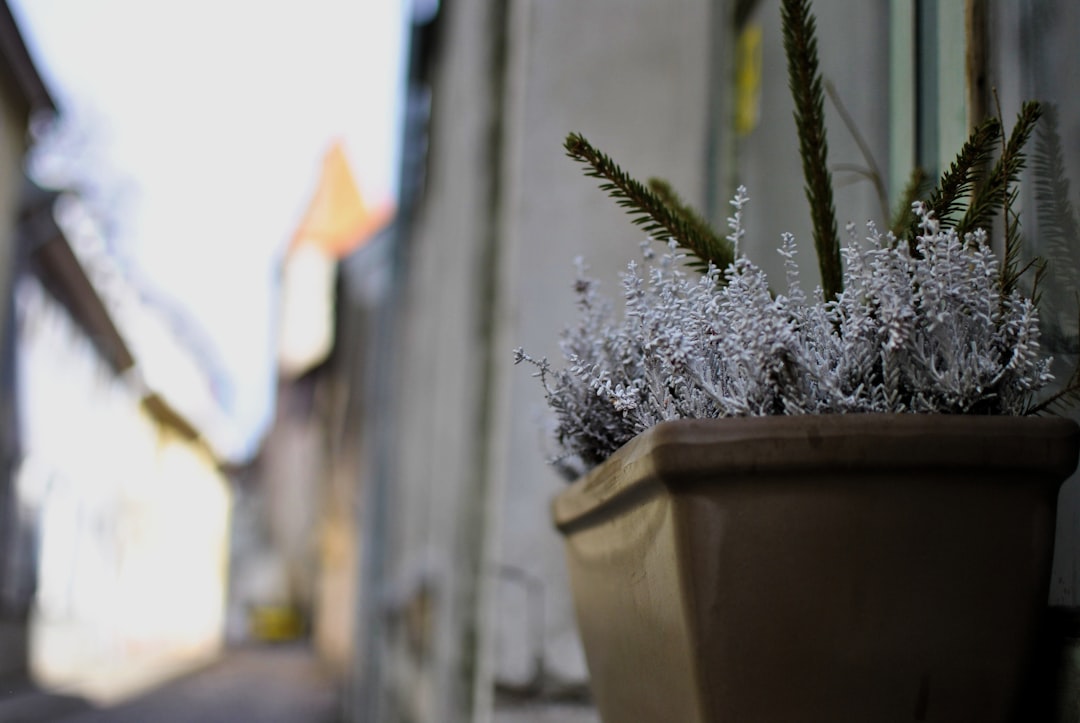 Photo winter garden prep