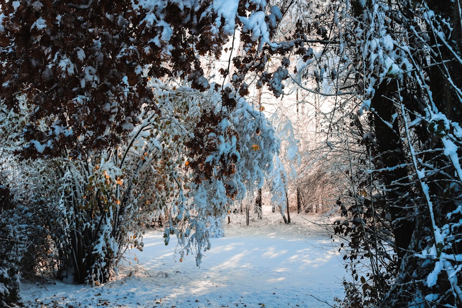 Photo winter garden prep