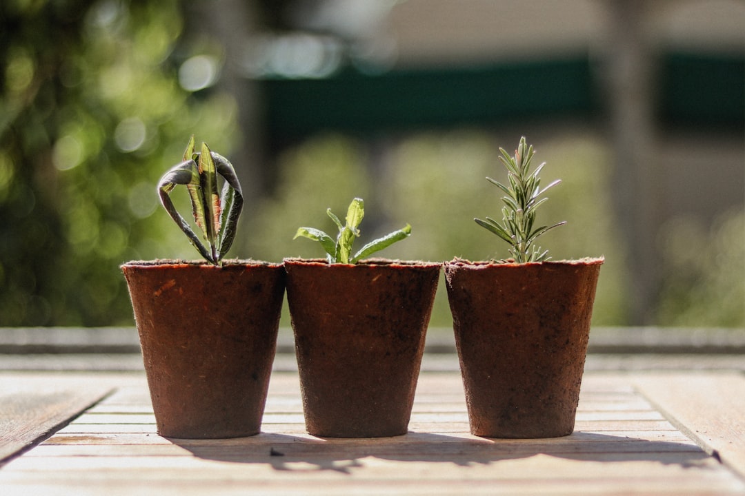 Photo small gardens