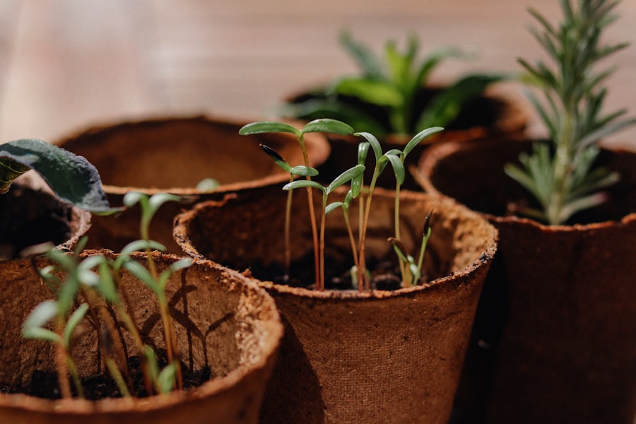 Photo small gardens