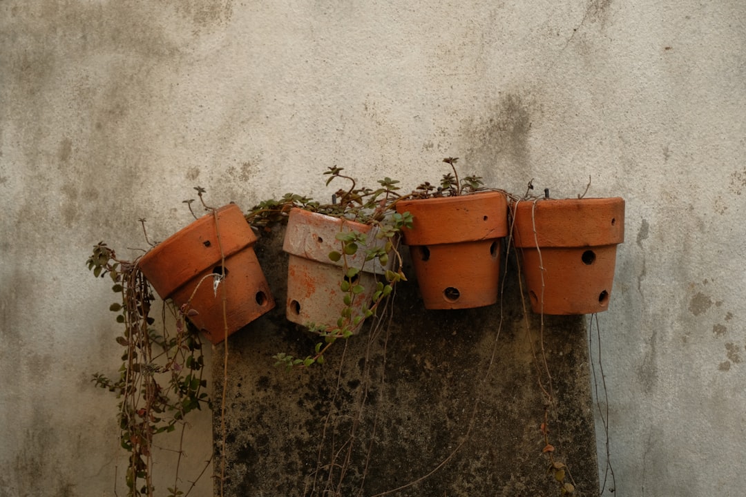 Photo garden mistakes
