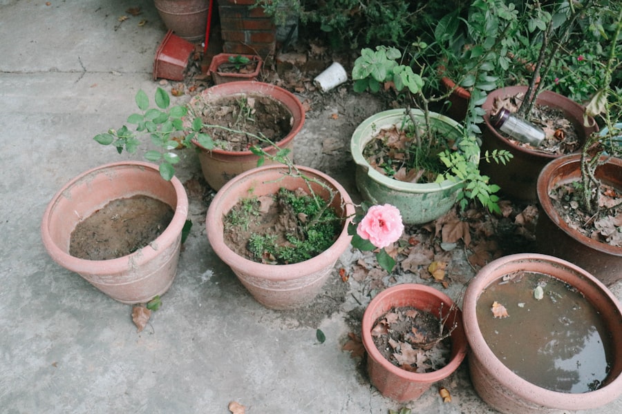Photo garden mistakes
