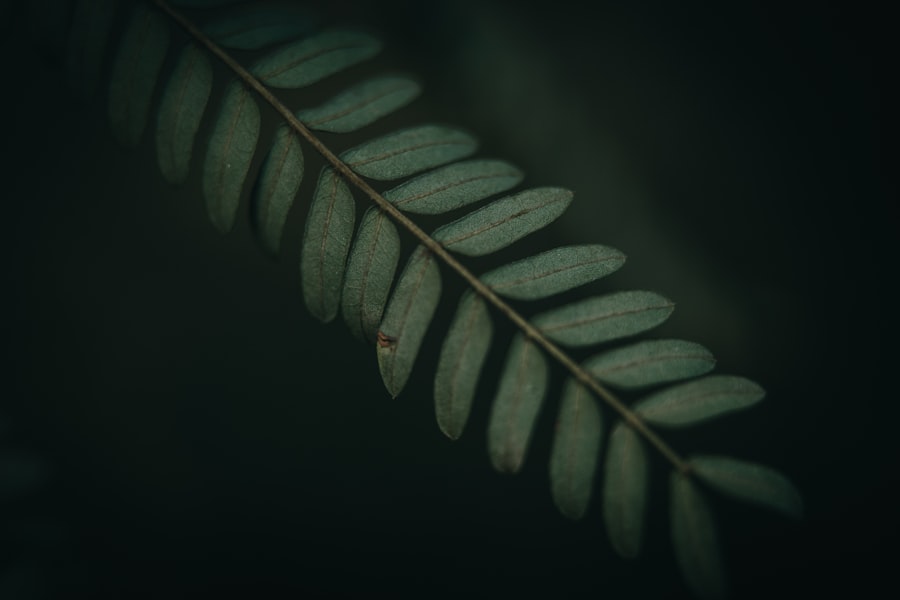 Photo best plants