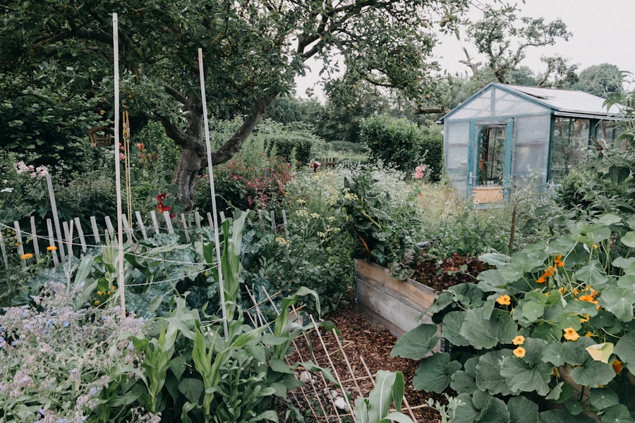 Photo kitchen garden for beginners