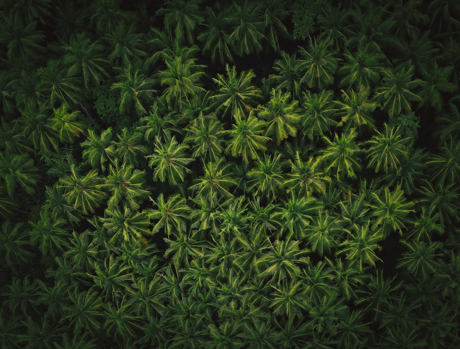 Photo weed control