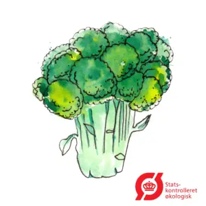 Køb Broccoli 'bobby'- frø (øko) online billigt tilbud rabat have