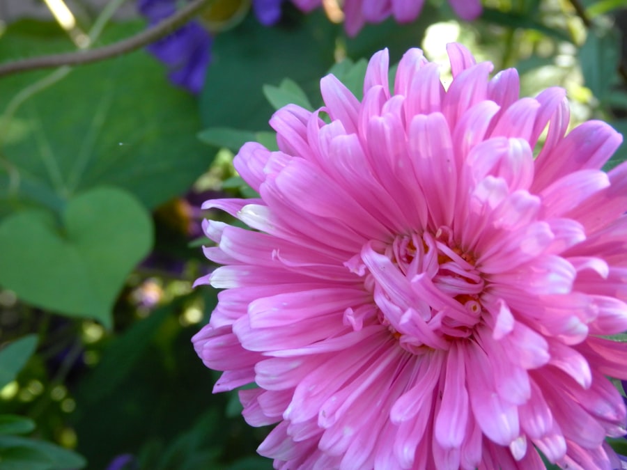 Pretty Garden