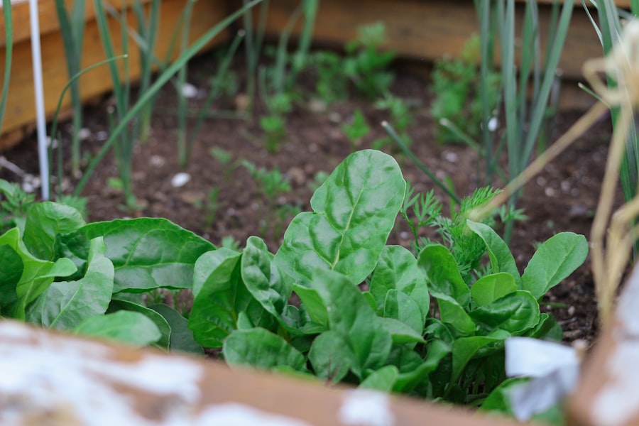 Photo Kitchen Garden
